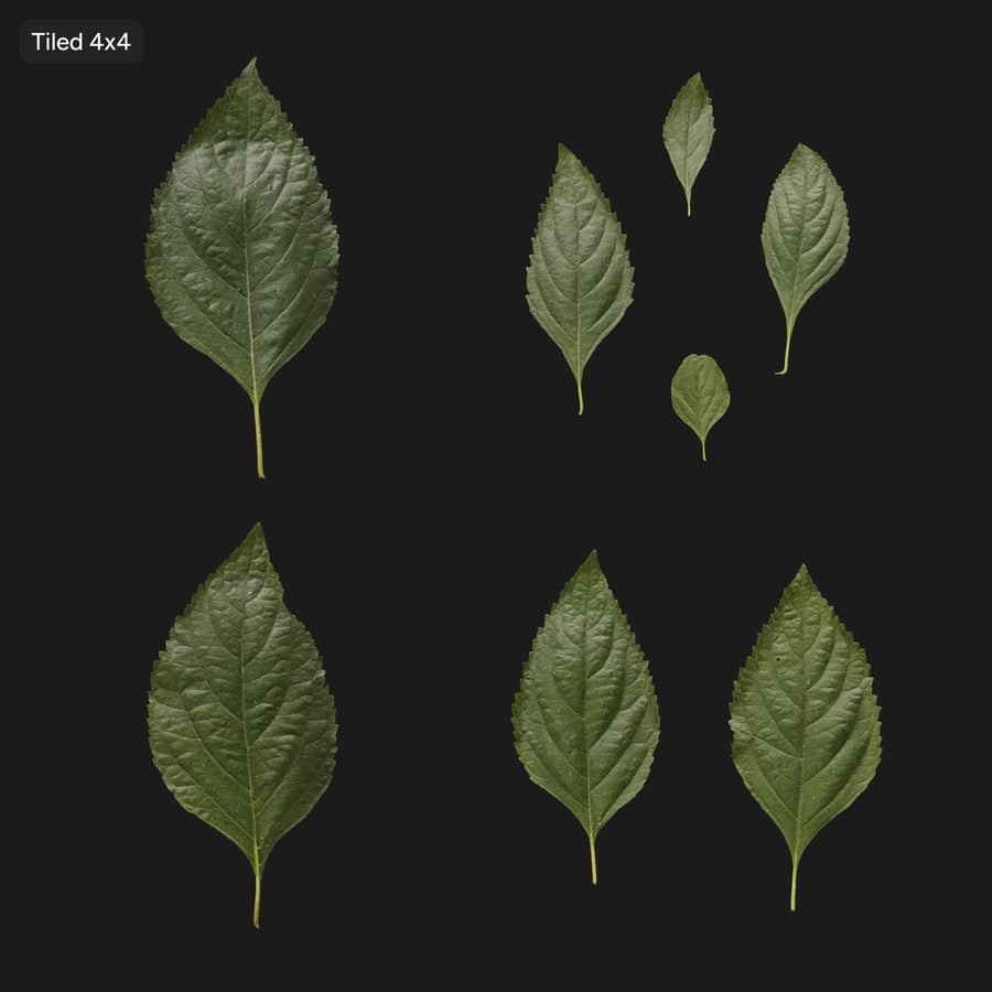 Beautyberry Leaves Texture Atlas
