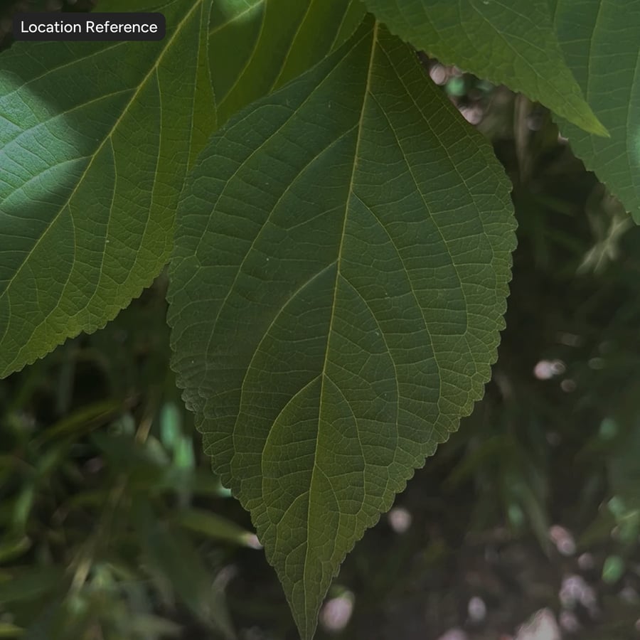 Beautyberry Leaves Texture Atlas