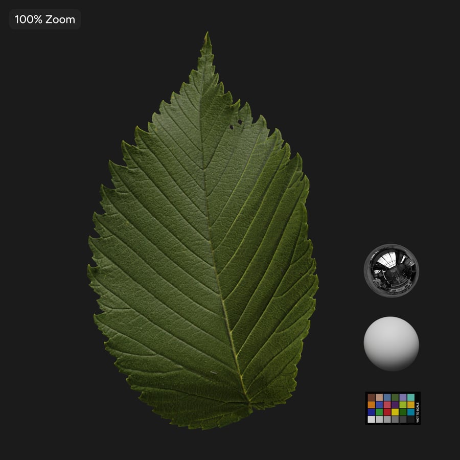 Elm Leaves Texture Atlas