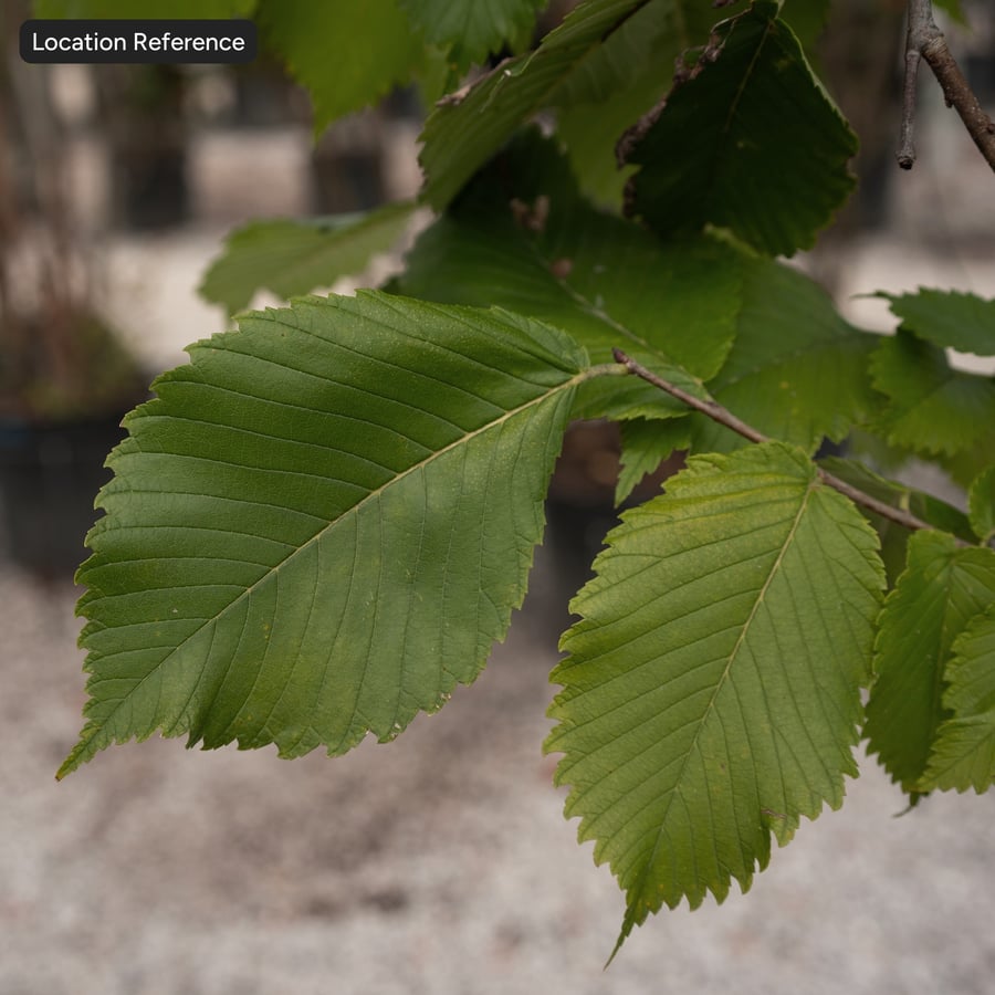 Elm Leaves Texture Atlas