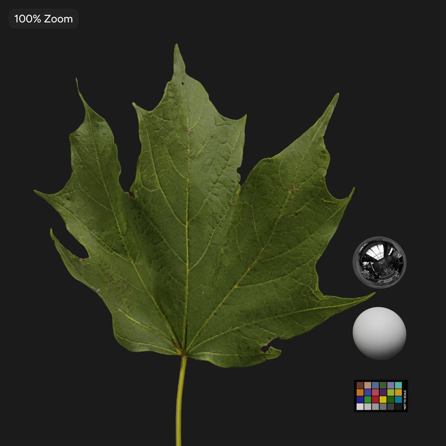 Maple Leaves Texture Atlas
