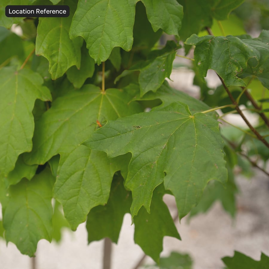 Maple Leaves Texture Atlas