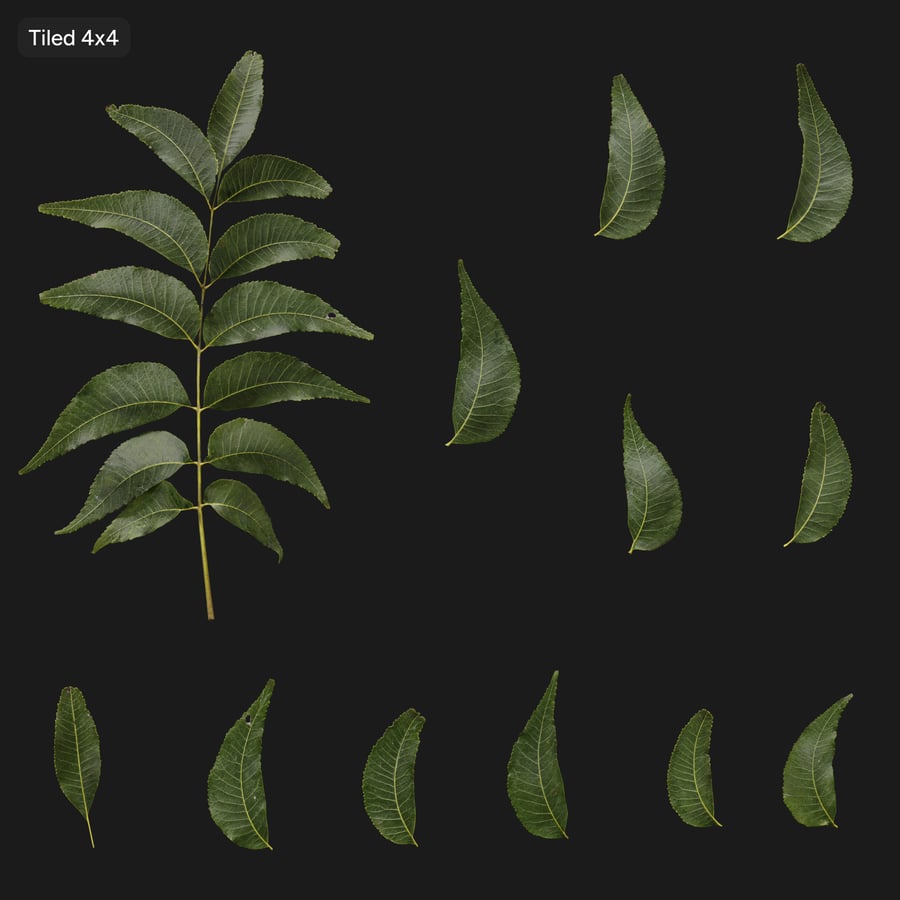 Pecan Leaves Texture Atlas