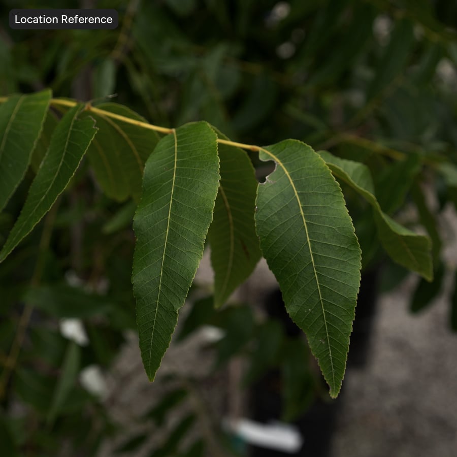 Pecan Leaves Texture Atlas