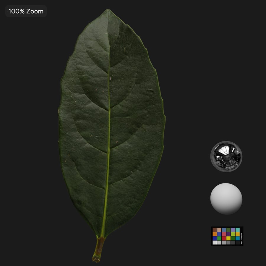 Viburnum Leaves Texture Atlas