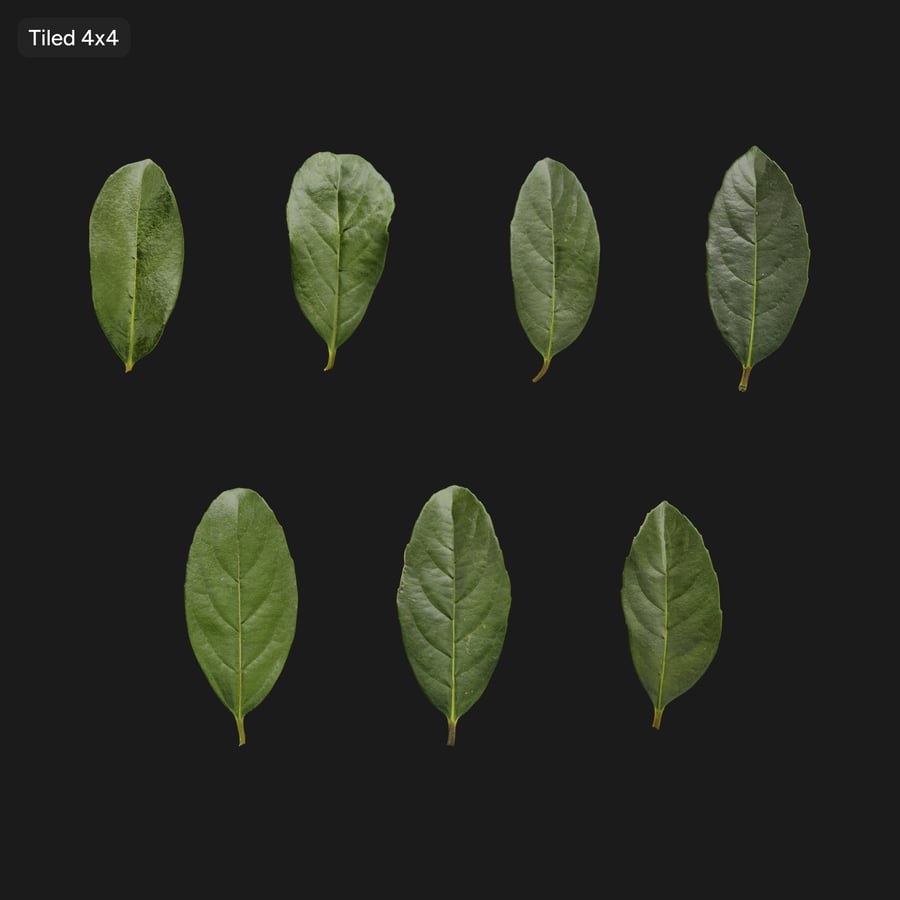 Viburnum Leaves Texture Atlas
