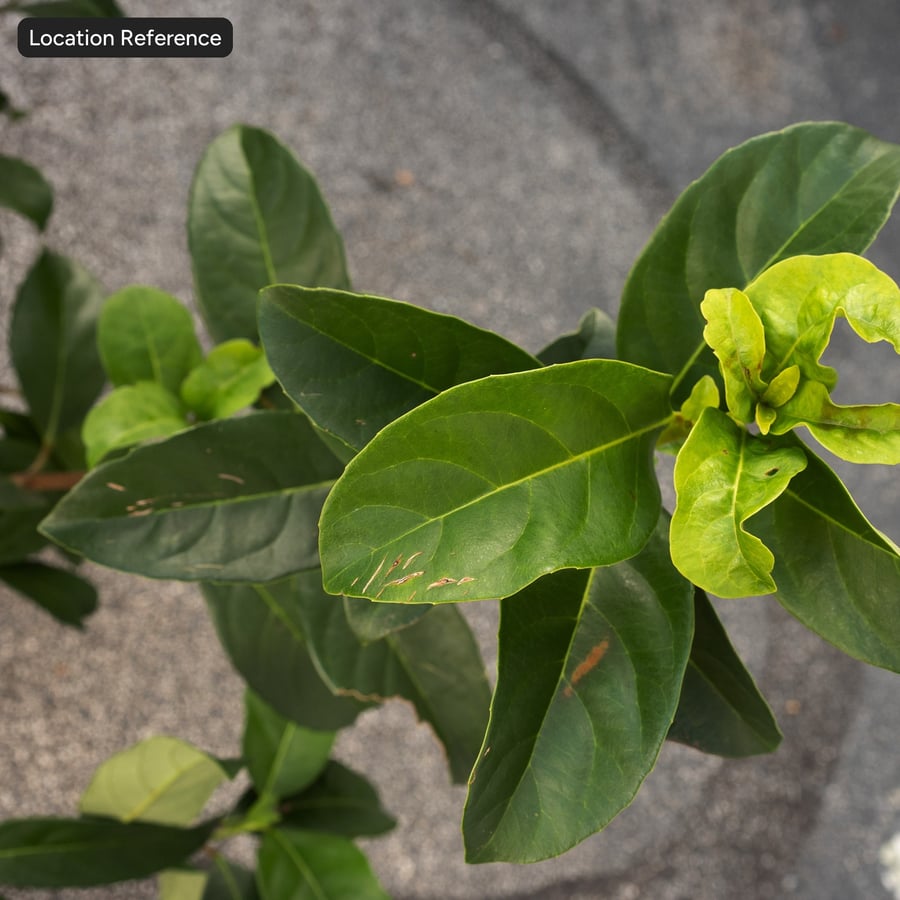 Viburnum Leaves Texture Atlas